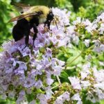 oneirogenic herbs